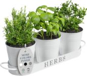 Top 10 Best Herb Gardens 2025